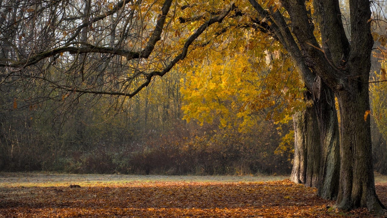 Fall in Green
