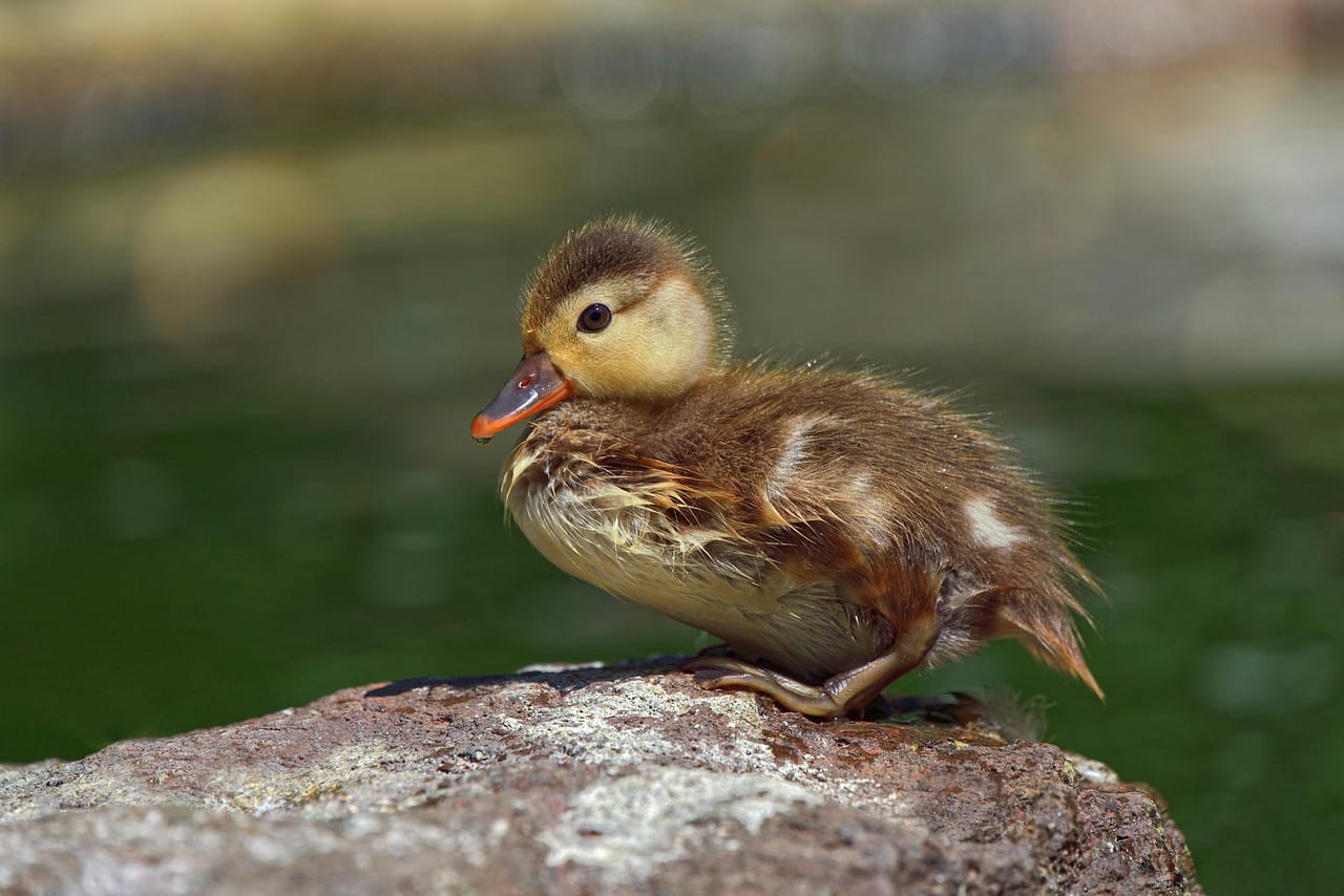 Ugly Duckling