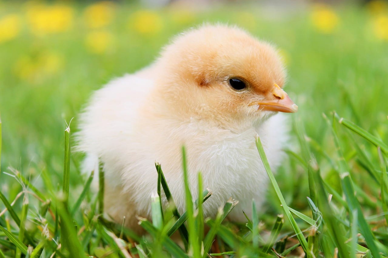 Chitir Chicken