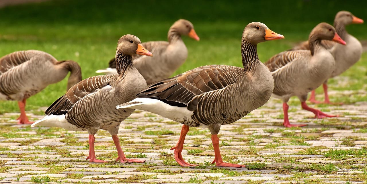 Goose Pastabar