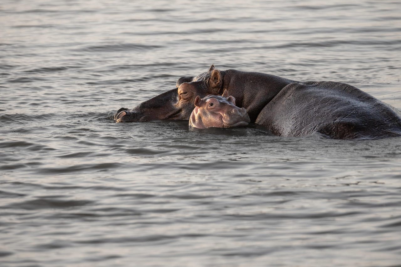 Green Hippo