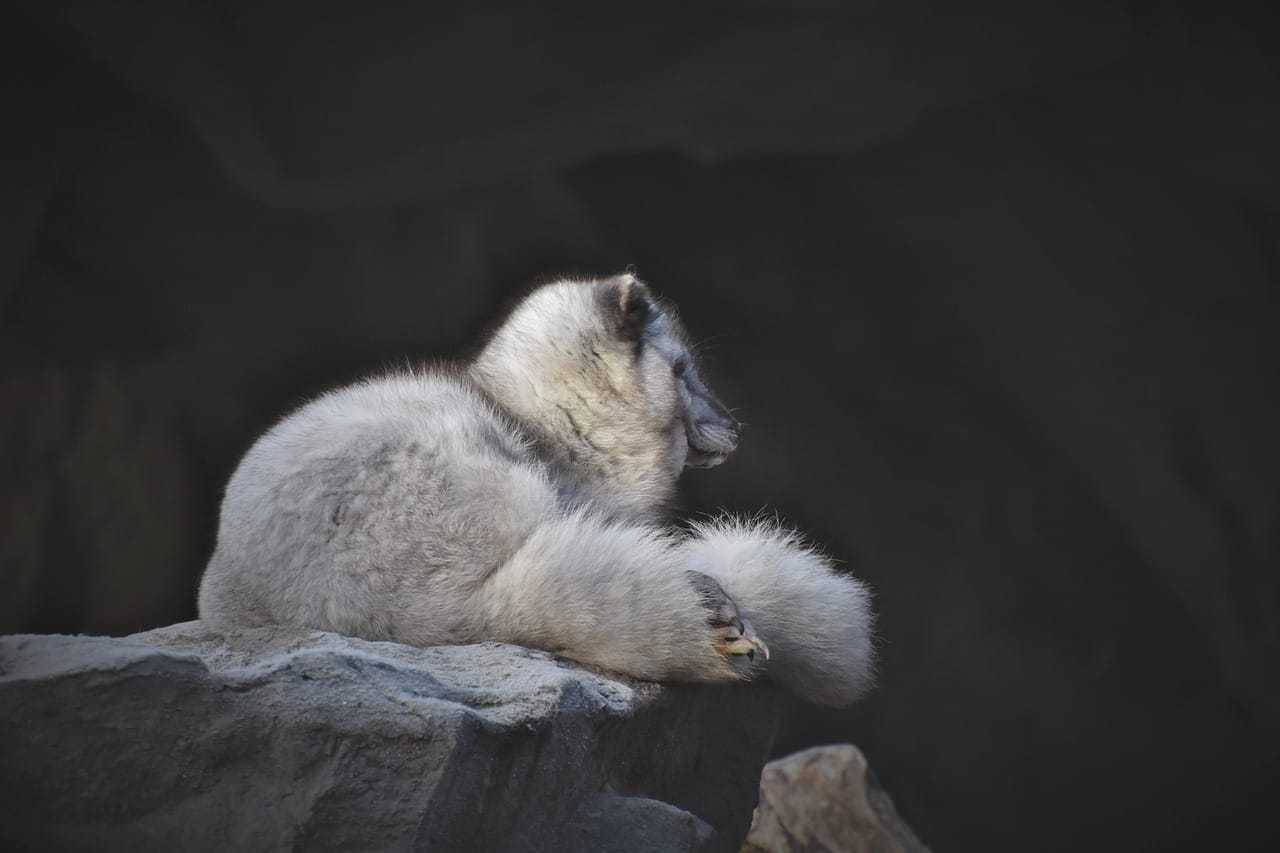 Lazy Fox