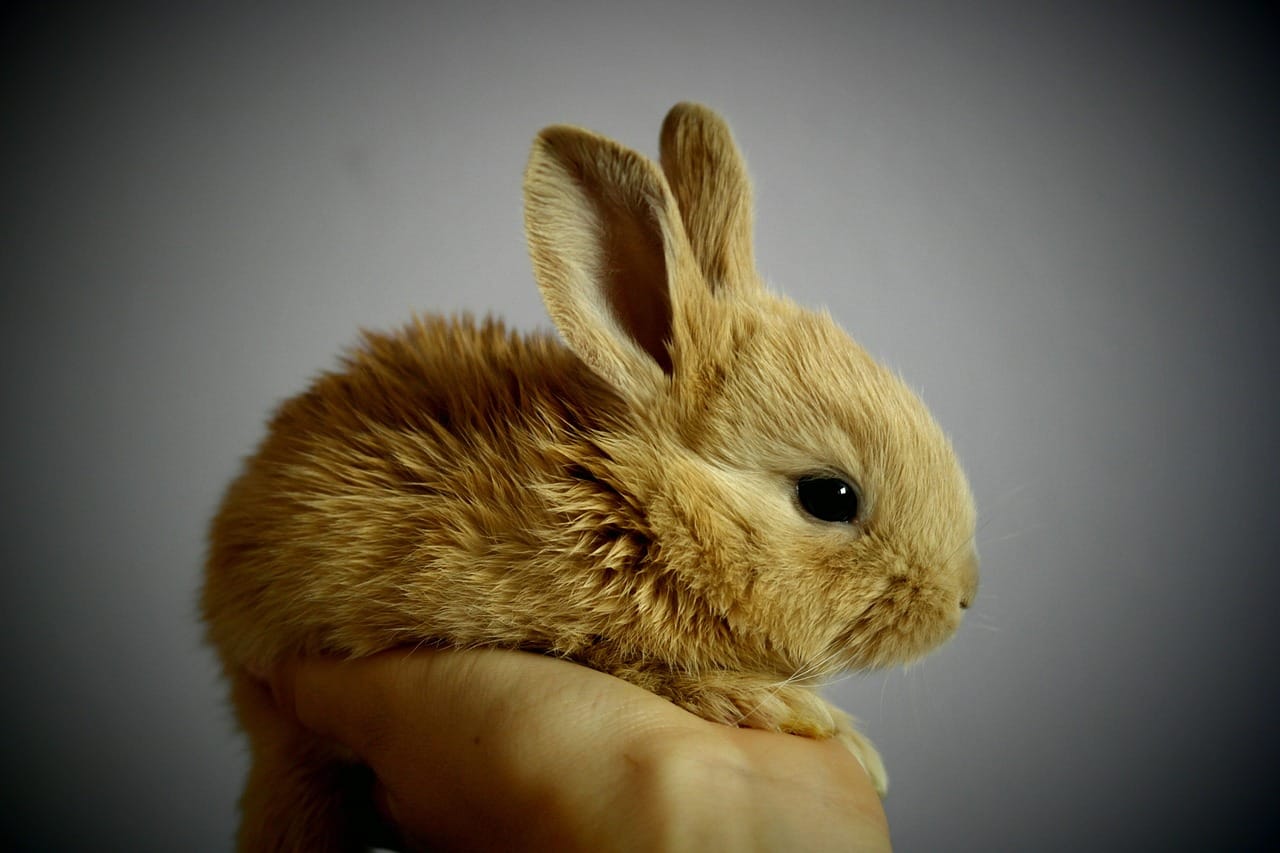 Urban Rabbit