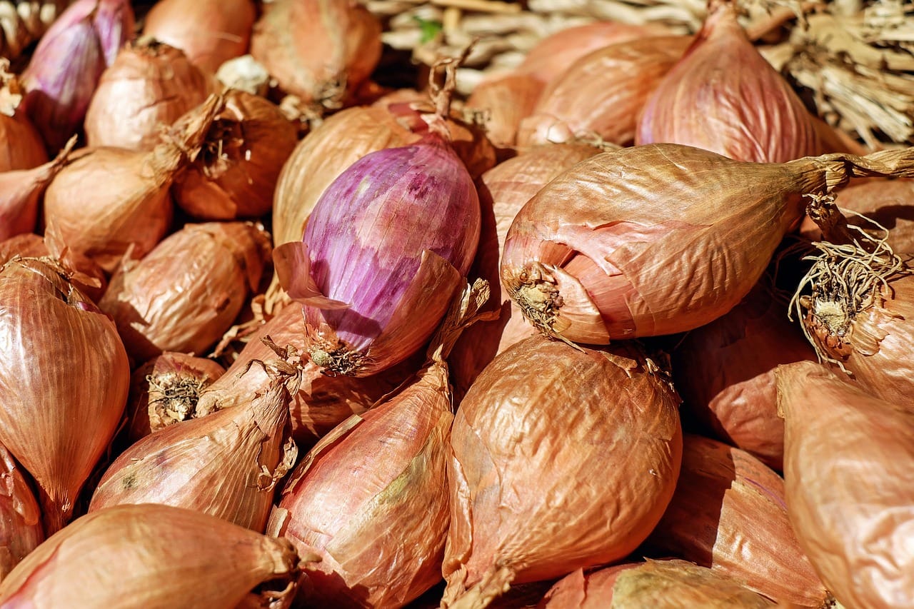 The Shallot