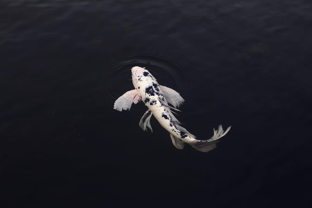 Koi Sushi